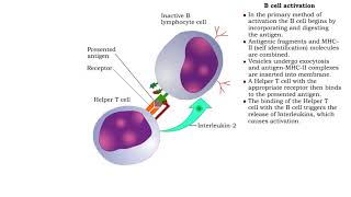 How Monoclonal Antibodies Treat Cancer [upl. by Anayet]