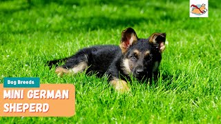 Miniature German Shepherd A Pet Parents Guide to This PocketSized Shepherd [upl. by Dhiren]