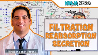 Renal  Filtration Reabsorption and Secretion Overview [upl. by Faydra]