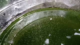 DAPHNIA MOINA CULTURE IN A SMALL BUCKET [upl. by Kareem]