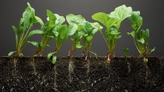 Spinach TimeLapse  40 days  Soil cross section [upl. by Bettencourt844]