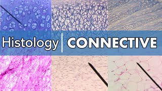 Histology  Connective Tissue [upl. by Oca]