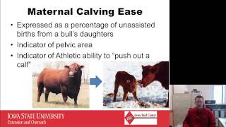 EPD Basics Part 3  Maternal Traits [upl. by Rosen]