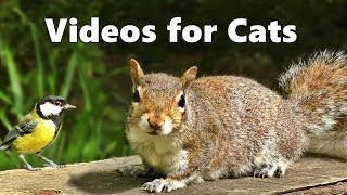 Videos for Cats to Watch  Squirrels and Birds Spectacular [upl. by Susannah235]