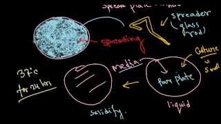 Bacterial culture [upl. by Tripp]