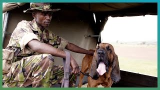 Bloodhounds Hunting Dogs  BBC Earth Explore [upl. by Teahan370]