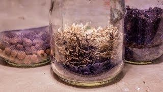 All About Terrarium False Bottoms Purpose amp Methods [upl. by Tsan]