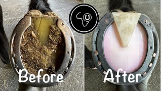 Full horse hoof restoration [upl. by Cynara393]