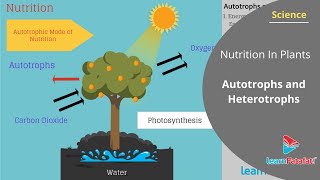 Nutrition In Plants Class 7 Science  Autotrophs and Heterotrophs [upl. by Aylmer682]