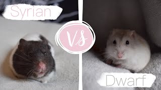 Syrian Or Dwarf Hamsters [upl. by Ursa]