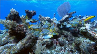 Diving The Florida Keys in 5K Florida Keys Scuba Diving [upl. by Gershon201]