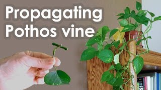 Propagating Pothos Vine Devils Ivy from Cuttings [upl. by Yrakaz313]