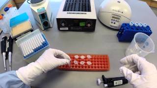 DNA Extraction Protocol  Part 1 [upl. by Sirtimed637]