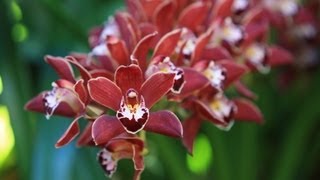 How to Divide Cymbidium orchids [upl. by Lledra394]