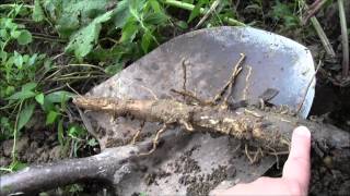 Digging Burdock Root [upl. by Bessie]