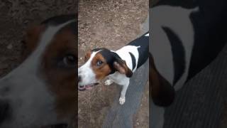 Treeing Walker Coonhound Jax Howling for a Ride to the Store [upl. by Attennot109]