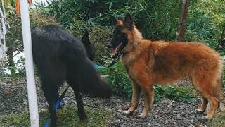 Belgian Shepherd GroenendaelTervuren at Kerala India [upl. by Tildi]