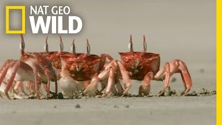 Crabby Eaters  Animal Dance Battles [upl. by Adnale]