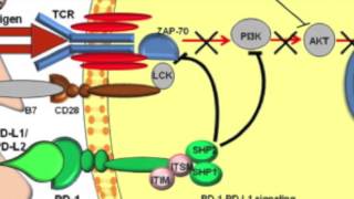 PD1 PDL1 role in immune system inhibition [upl. by Inaj]