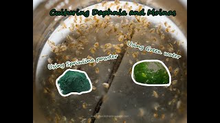 How To Culture Daphnia and Moinas using Green Water Spirulina powder [upl. by Keli306]