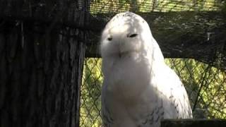 Snowy Owl Hooting [upl. by Nikolaos]