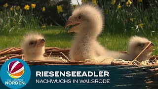 Seltener GreifvogelNachwuchs Vogelpark Walsrode freut sich über RiesenseeadlerKüken [upl. by Jodoin100]