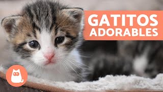 Vídeos de GATITOS BEBÉS 😻 ¡Gatos Tiernos y Graciosos [upl. by Groh446]