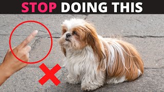 12 Things you Should Never do to your Shih Tzu [upl. by Rengaw939]