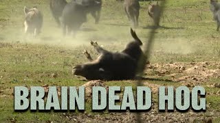 Airgun Hog Hunting  Hog Wild 2016 Part 1 [upl. by Leemaj534]