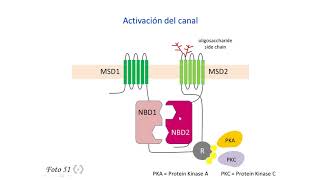 Fibrosis quística 1  El gen CFTR [upl. by Itsym]