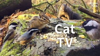 cat videos for cats to watch  Beautiful Birds and Squirrels in Canadian Forest [upl. by Marolda578]