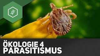 Parasitismus – Ökologie 4 [upl. by Diantha386]