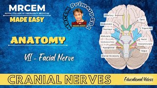 MRCEM Primary  Anatomy  Brain  Cranial Nerve VII  Facial Nerve [upl. by Skricki]