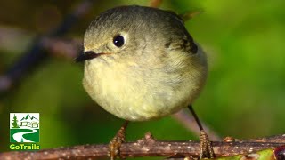 Kinglet bird call sound amp cute moments  Rubycrowned [upl. by Nored105]