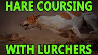 Hare Coursing With Lurchers  Working Lurchers [upl. by Naamana]