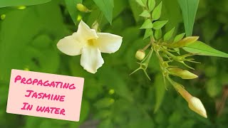 Propagating Jasmine Cuttings in Water with RESULTS Jasminum Officinale  Grow FREE Jasmine Plants [upl. by Arihsan207]