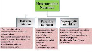 Heterotrophic nutrition and its types  Holozoic Parasitic and Saprophytic nutrition [upl. by Yle]