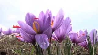 Cultivated Crocus sativus flowers stamens yield saffron when dried [upl. by Oiuqise184]