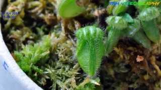 Cephalotus Follicularis in macro time lapse Pitcher in 74 days [upl. by Nivak]