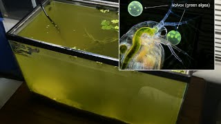 Raising Daphnia for the Freshwater Aquarium [upl. by Padriac955]