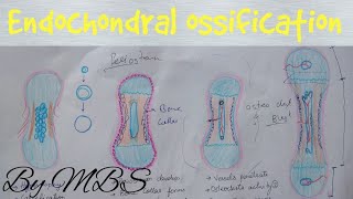 Endochondral ossification  easy explaination [upl. by Pinzler]