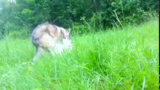 Копия видео quotAccouplement de loups en pleine nature wolf mating animalsquot [upl. by Whitehurst]