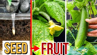 Growing Cucumbers from Seed to Fruit 80 Days Time Lapse [upl. by Graces506]