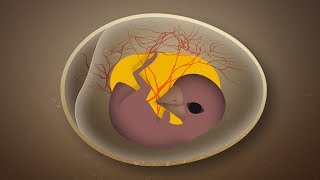 How Birds Get Oxygen Inside Their Eggs [upl. by Ellenoj347]