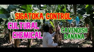 SIGATOKA CONTROL OF CAVENDISH BANANA FARM [upl. by Sharpe]