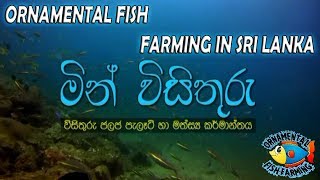 ORNAMENTAL FISH FARMING IN SRI LANKA sinhala  aquarium fish [upl. by Ennylhsa]