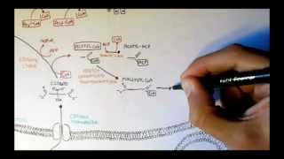 Human Metabolism Map V  Fatty Acid Synthesis [upl. by Charissa]