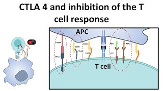 CTLA4 and attenuation of T cell response [upl. by Lucita]