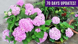 SECRETS To Get MAXIMUM Flowers on Hydrangea Plant [upl. by Phillipp]