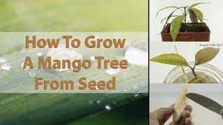 How To Grow A Mango Tree From Seed  EASY  With Results  HD Macro [upl. by Eimrej]